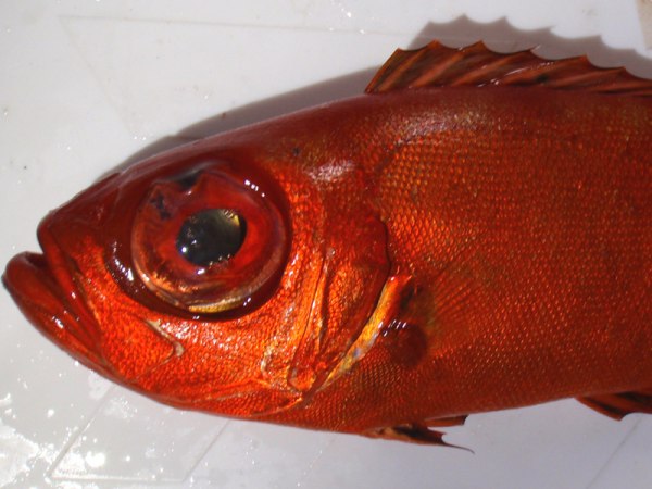  p>斑鳍大眼鲷,学名: i>priacanthus cruentatus /i> (lacepede, 1801