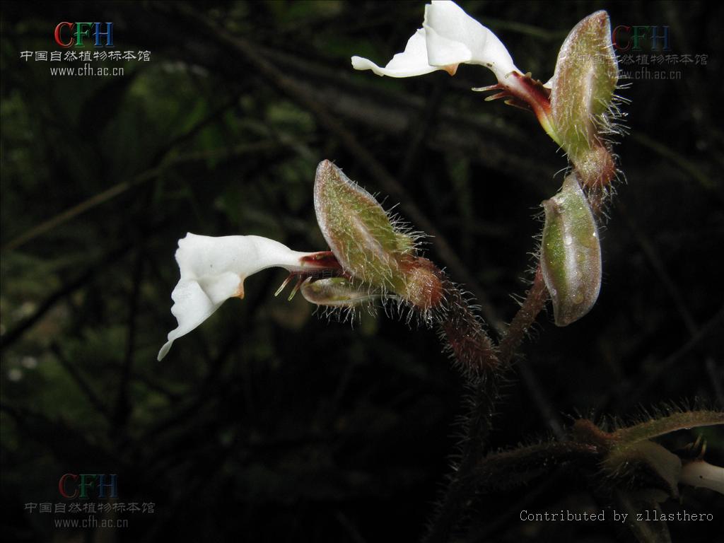  p>齿唇兰(学名: i>anoectochilus lanceolatus  /i> lindl.