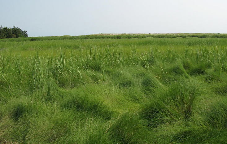  p>大米草(学名: i>spartina anglica  /i>hubb.