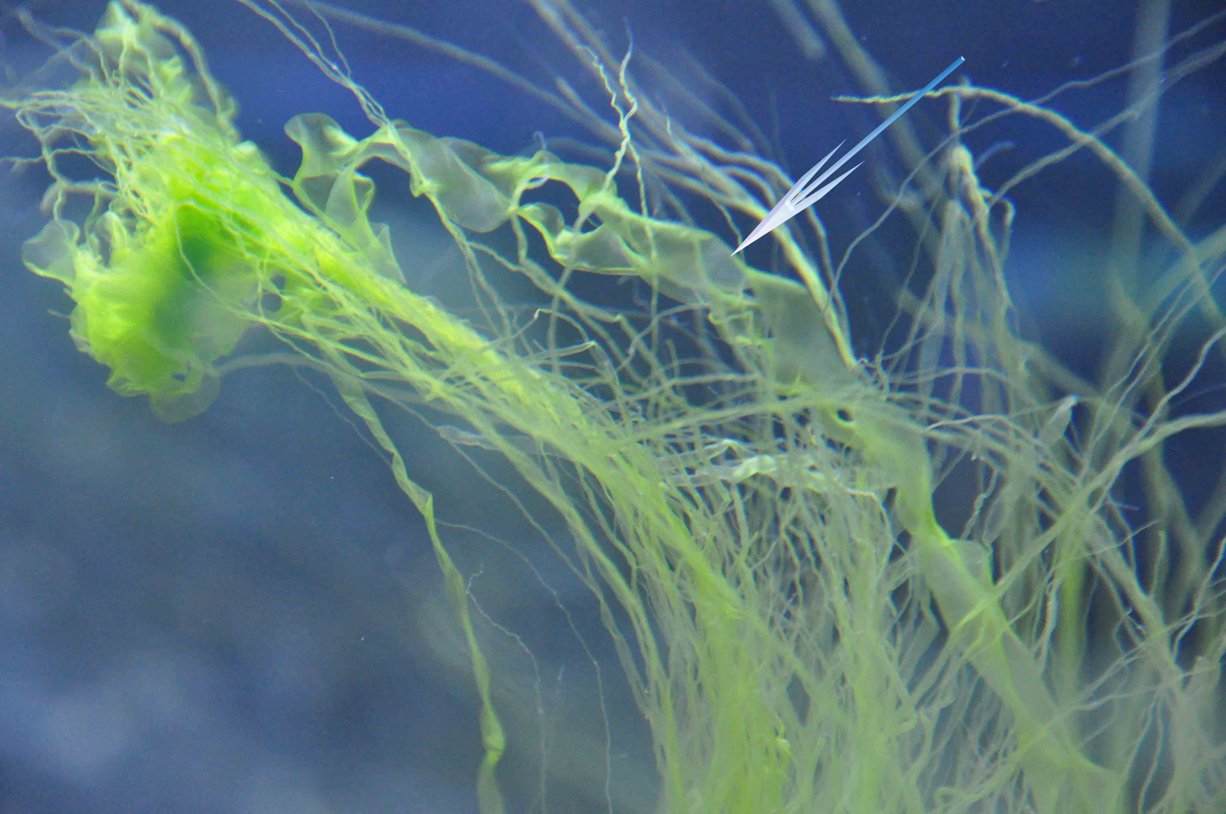  p data-id="go6a2jjcrk">藻类是原生生物界一类 a target="_blank"