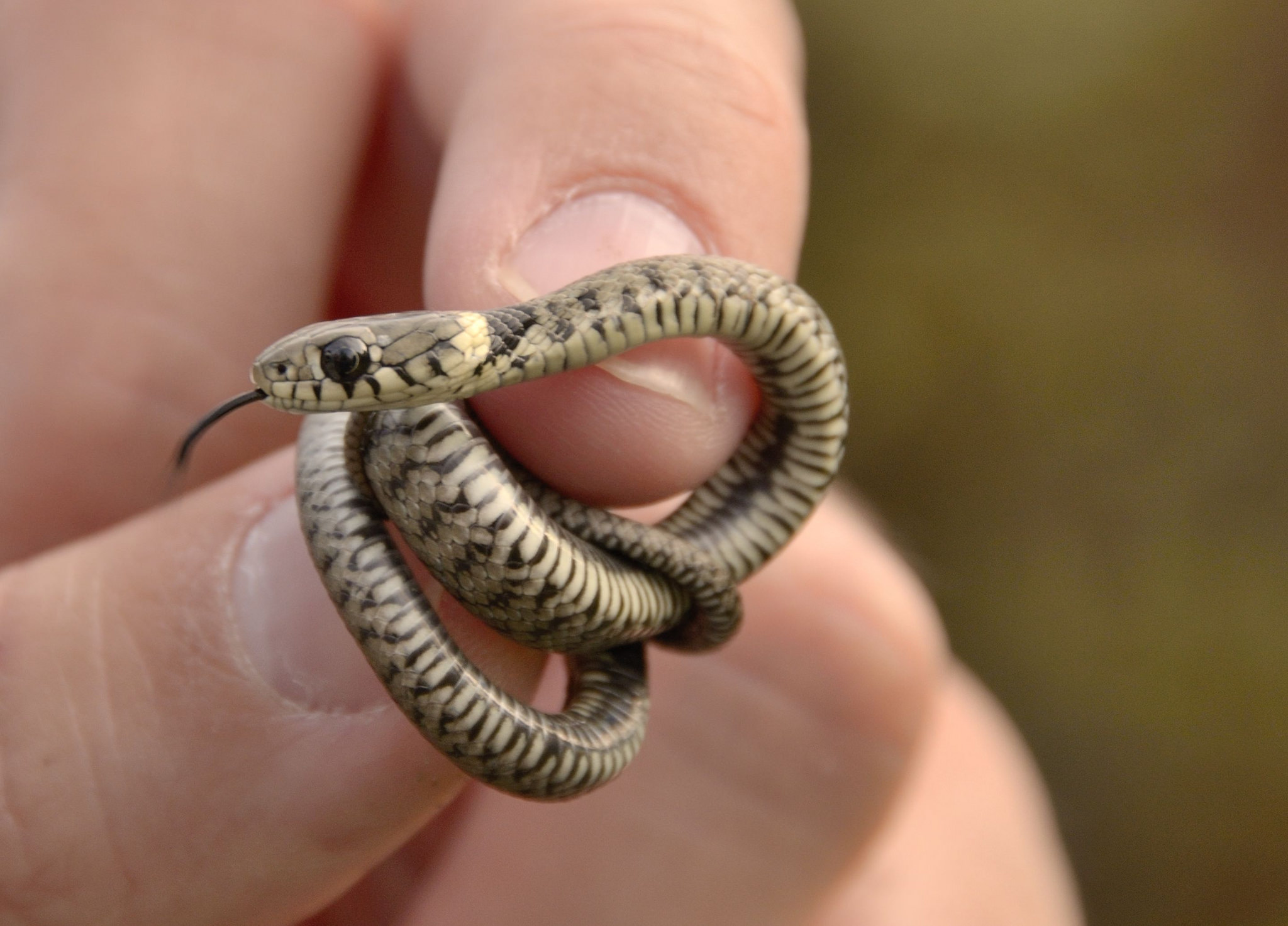 p>水游蛇( i>natrix natrix /i> linnaeus)是游蛇科,水游蛇属的无毒蛇