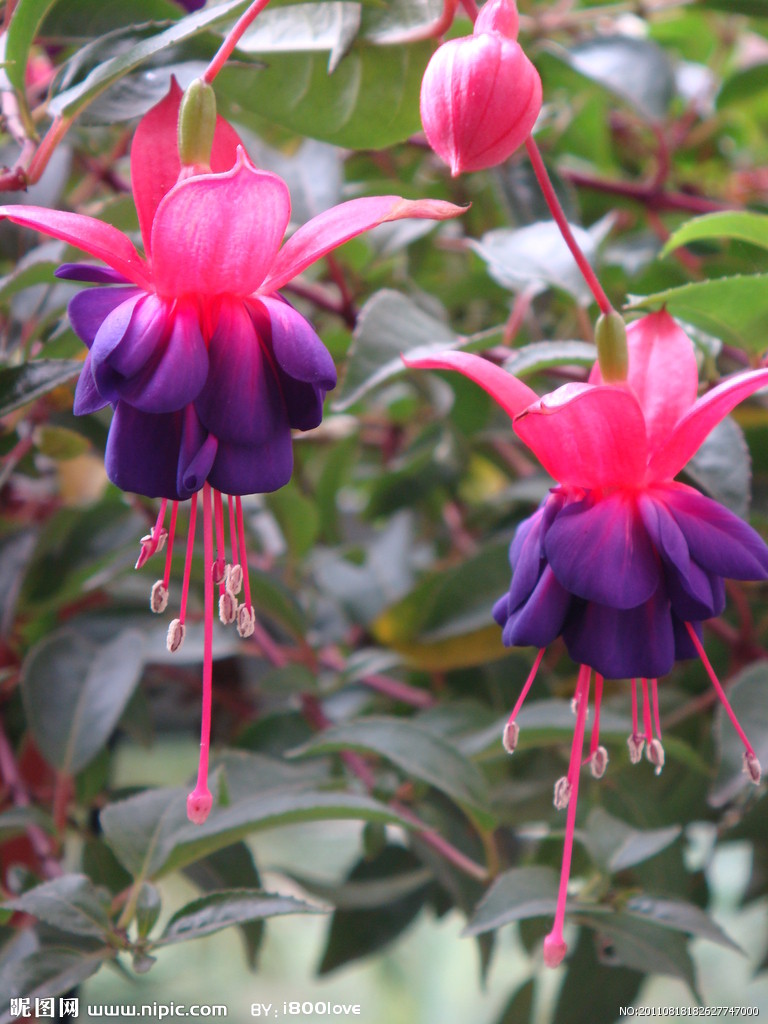 lemmaid="16257600">铃儿花,灯笼花,<