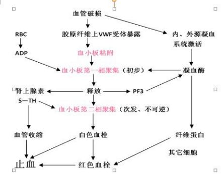 血小板（血液中的有形成分）_百度百科