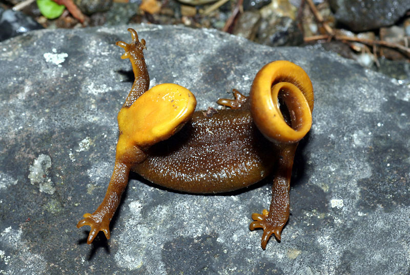  p>粗皮渍螈(学名:taricha granulosa)是颜色鲜艳的中小型两栖纲有尾