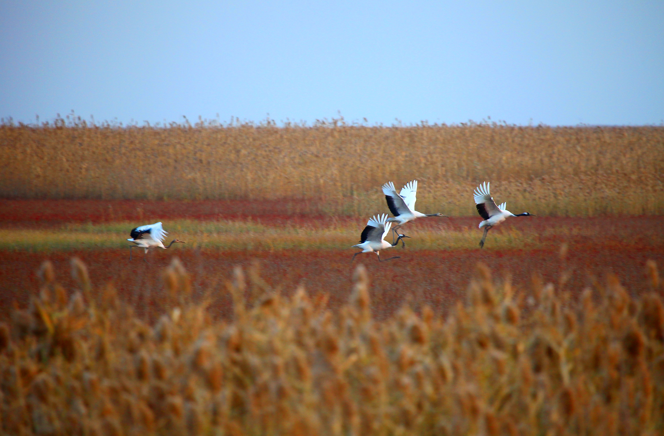 江苏盐城保护区