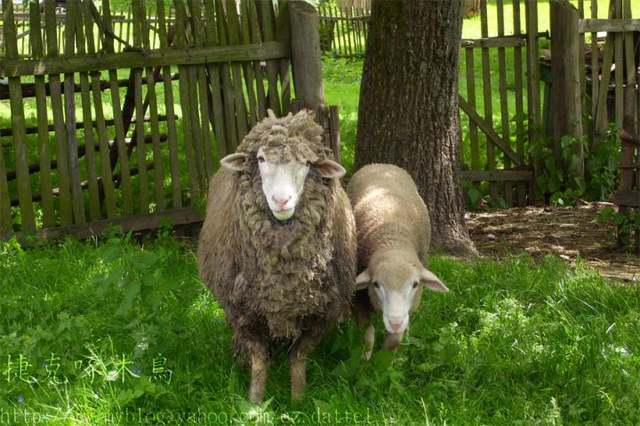  p>绵羊, i>ovis aries  /i>(linnaeus, 1758), a href="#" data