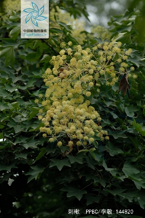 是五加科刺楸属植物,高可达30米.