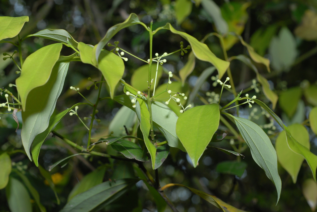  p>肉桂(拉丁学名: i>cinnamomum cassia /i> i>  /i>presl)是樟科,樟