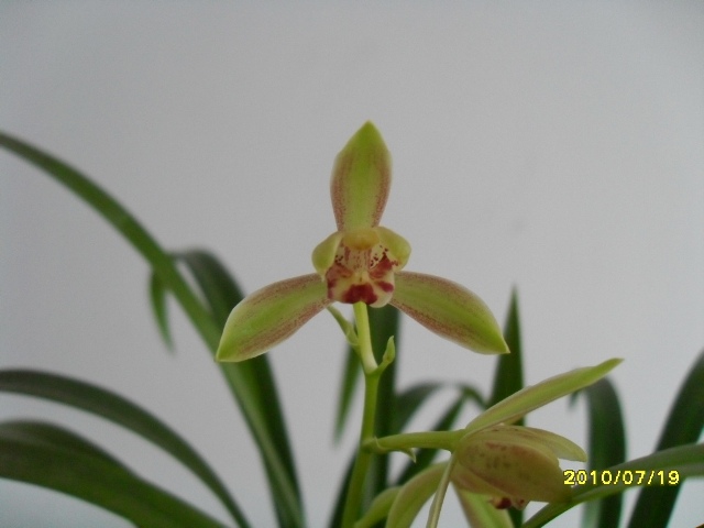 另有建兰也有一个品种也叫"常乐梅".