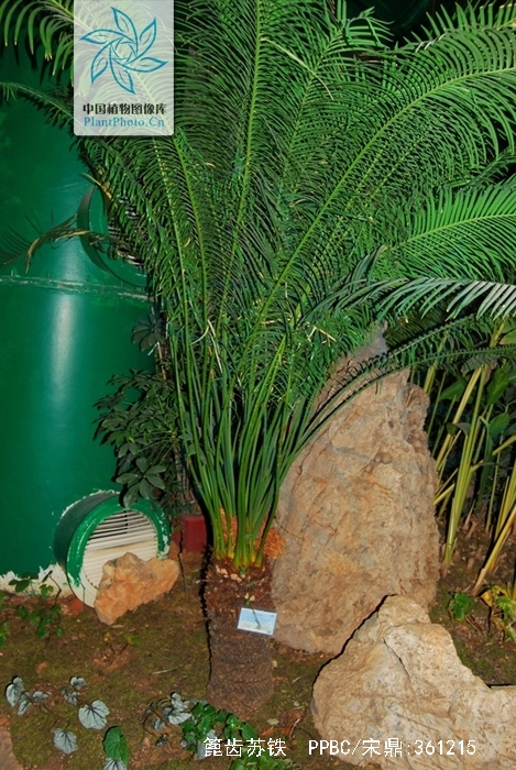  p>篦齿苏铁(学名: i>cycas pectinata   /i>griff.