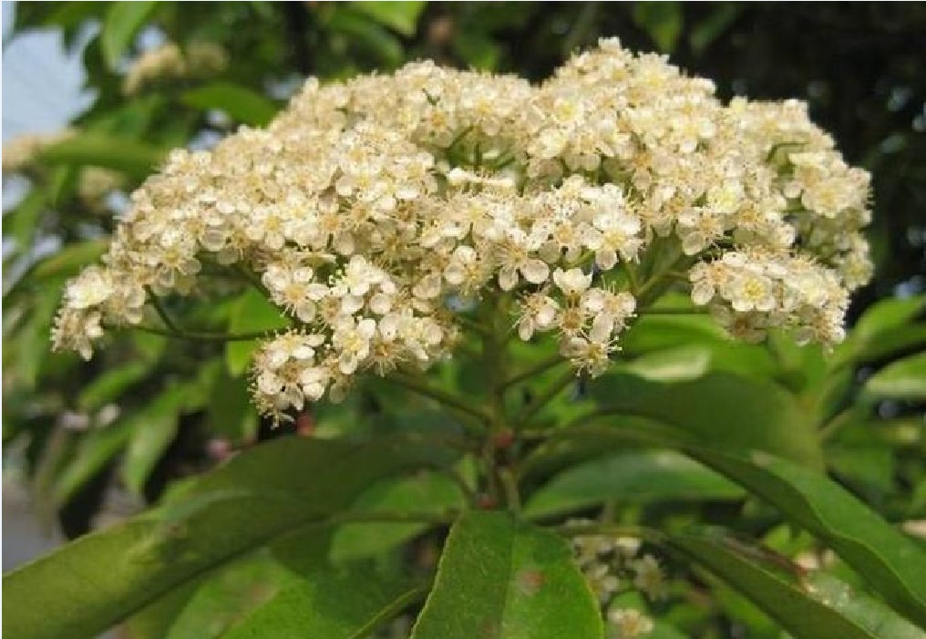 每一分枝又形成一个伞房花序,如花楸属植物的花序