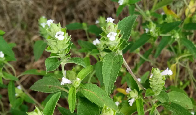 mosla chinensis maxim.