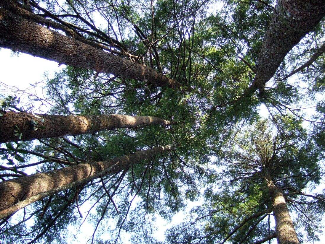  p>铁杉(学名: i>tsuga chinensis /i> (franch.) pritz.