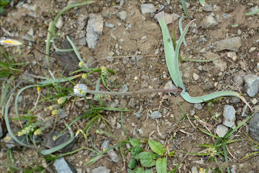  p>新疆蒜(学名: i>allium sinkiangense /i> f. t.