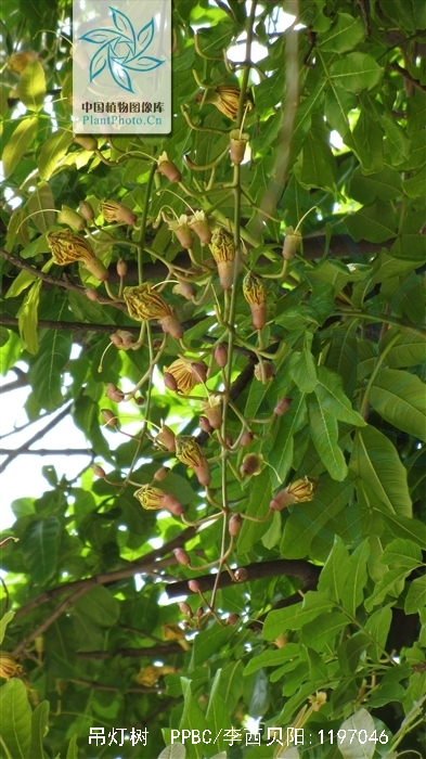 benth.)是紫葳科,吊灯树属植物.