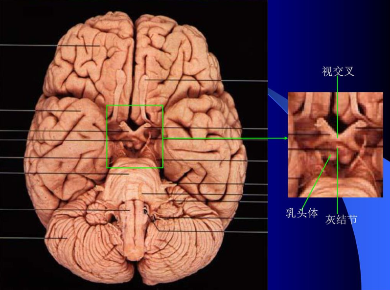  p>与 a target="_blank" href="/item/杏仁体/695890" data-lemmaid=