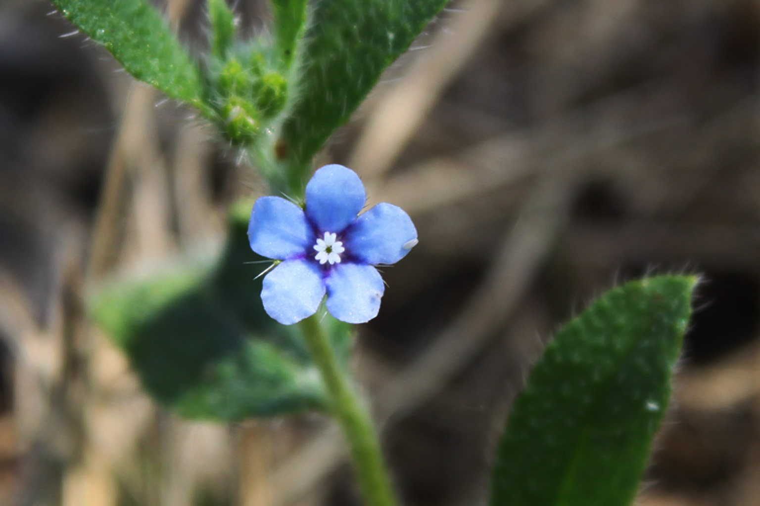  p>丛茎滇紫草( a href="#" data-lemmaid="8074290">学名 /a>:onosma