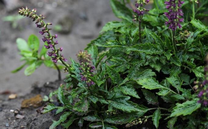 salvia cavaleriei h. lév.