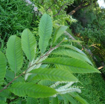castanea crenata sieb.