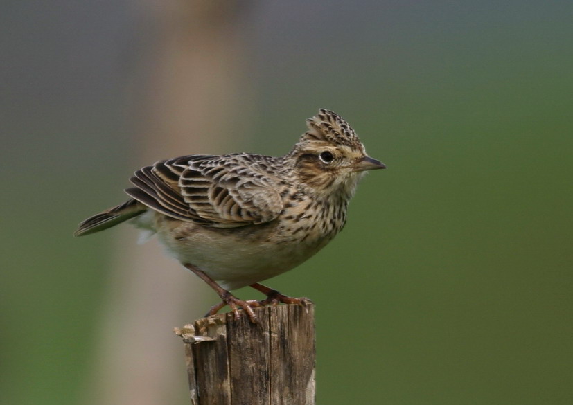 小云雀长江亚种