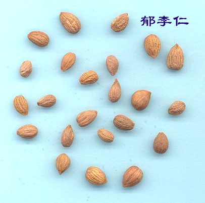郁李仁_百度百科