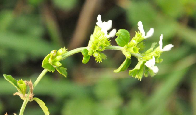  p> b>滨海白绒草 /b>(学名: b> i>leucas chinensis /i> /b>)为唇形