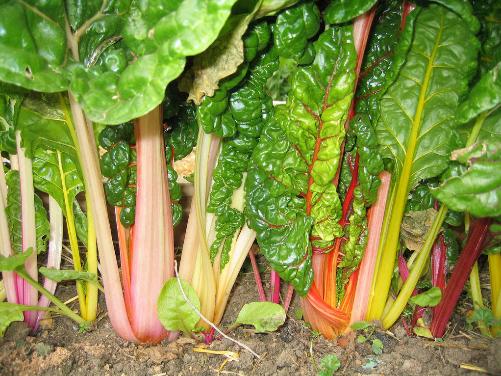 葵菜(葵菜子是什么样的) - 0415花卉网