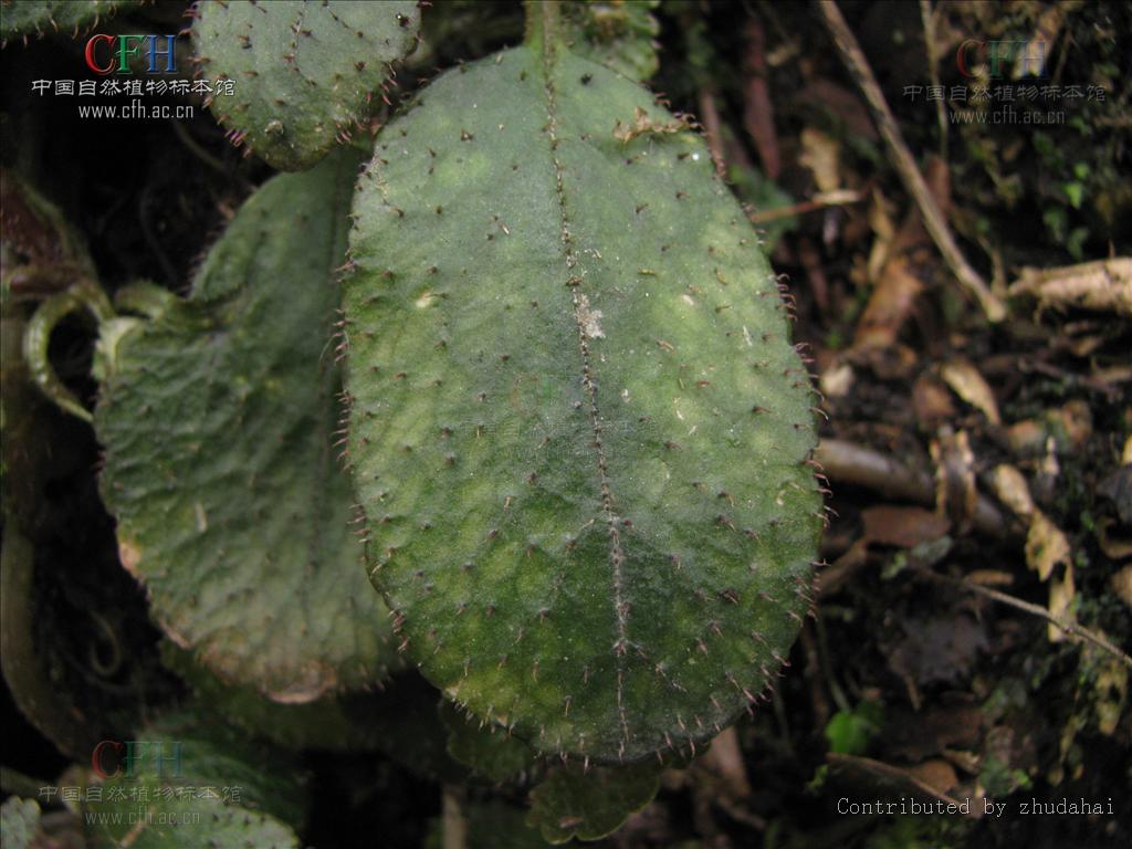  p>舌叶金腰, a target="_blank" href="/item/虎耳草科/2546629"