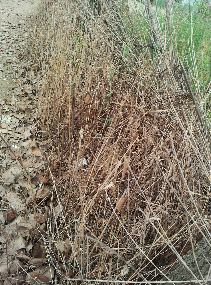  p>枯草,读音为kū cǎo,汉语词语,是枯萎的草;干草.