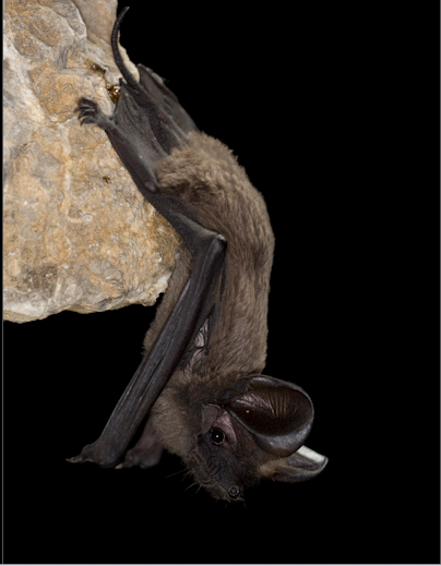 宽耳犬吻蝠