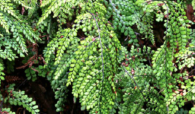  p>白背铁线蕨(学名: i>adiantum davidii /i> franch.