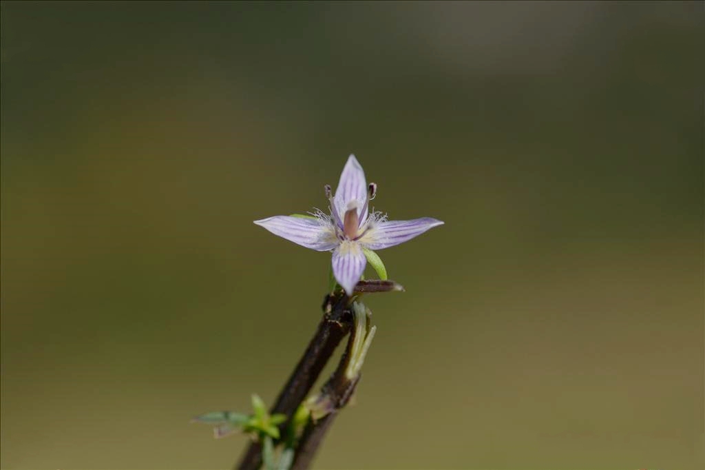 swertia davidii franch.