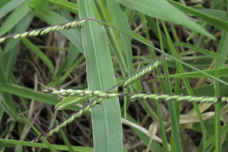 热研14号网脉臂形草