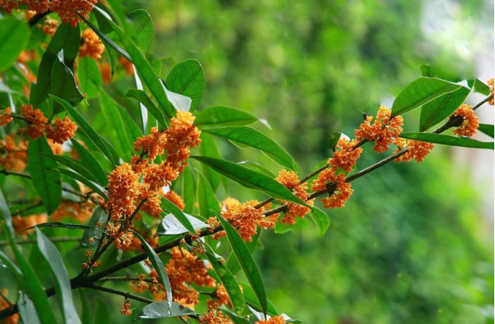 最名贵的桂花是金桂还是银桂 百科ta说