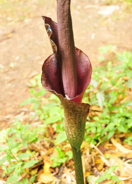 野魔芋