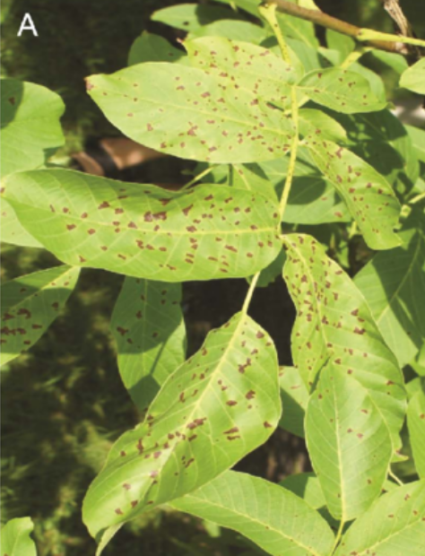  p data-id="gnauogr5ju">核桃黑斑病是由甘蓝黑腐黄单胞菌核桃黑斑