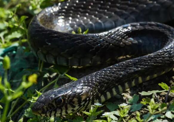 ptyas mucosus)是游蛇科,鼠蛇属动物,也称乌肉蛇,草锦蛇,长标