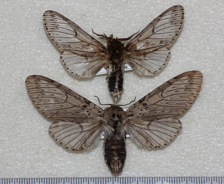 杨二尾舟蛾滇缅亚种