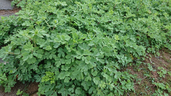 滨海前胡（伞形科前胡属多年生草本植物）_百度百科
