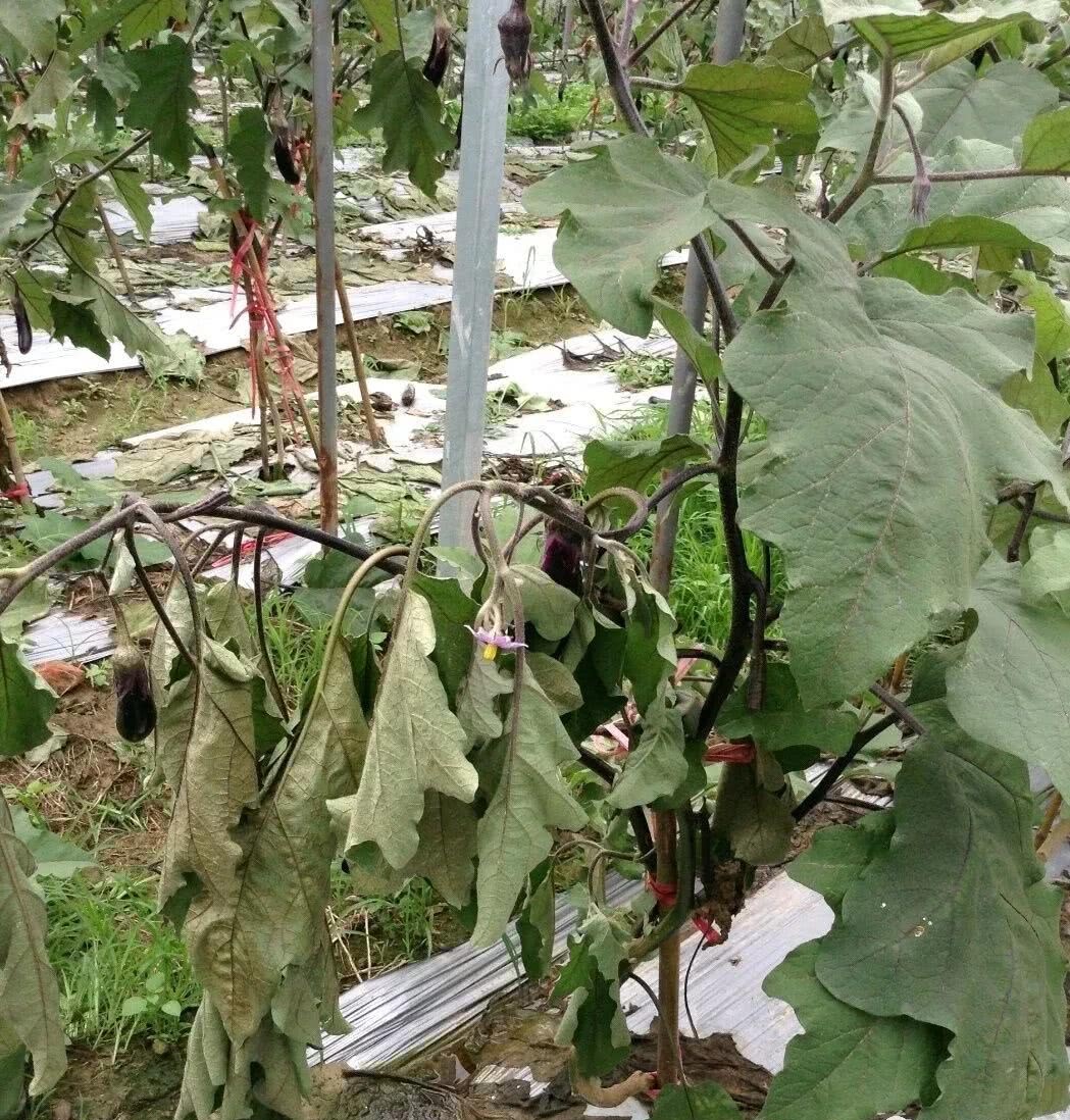 茄子枯萎病