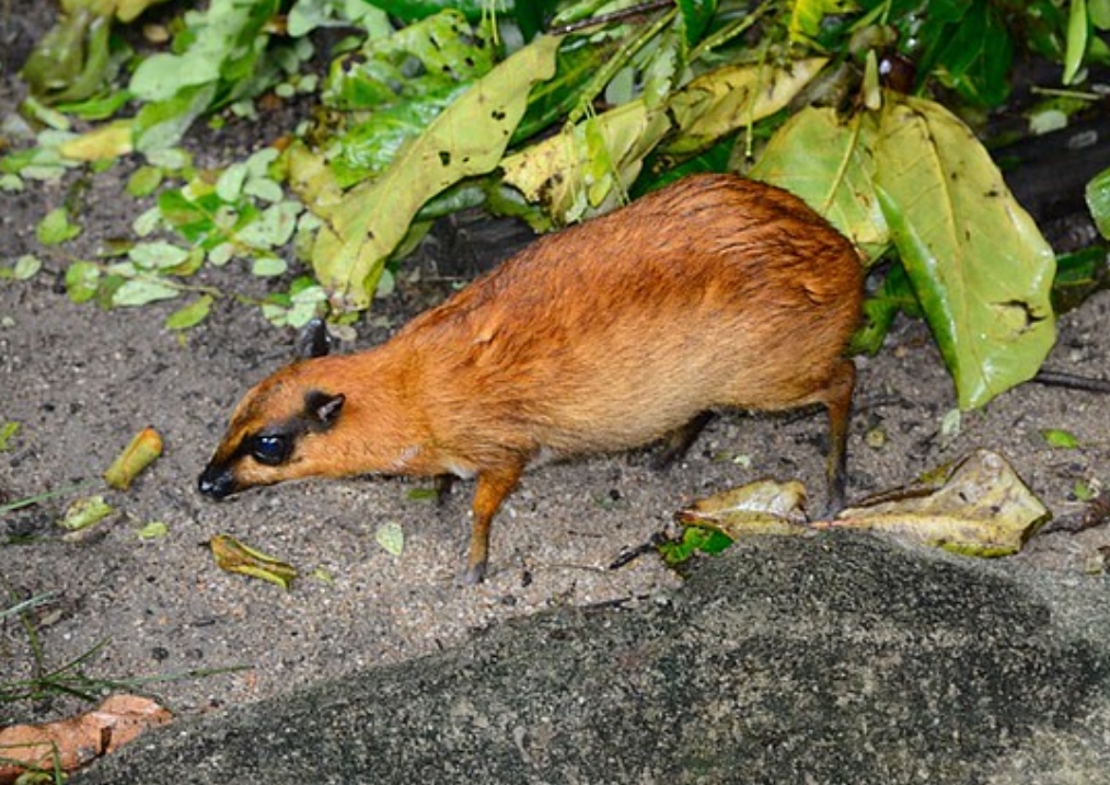 greater indo-malayan chevrotain