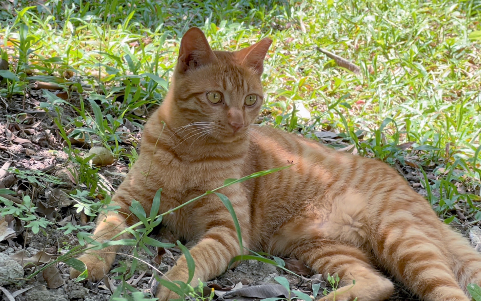 家猫_百度百科