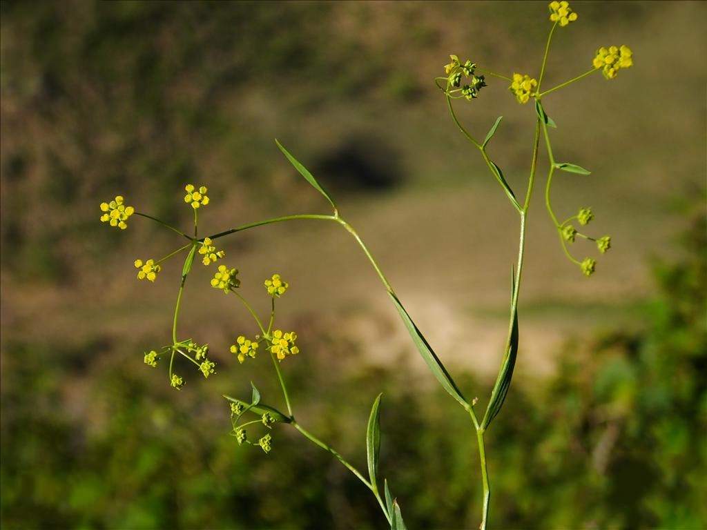  p>锥叶柴胡(学名: i>bupleurum bicaule /i> helm)是伞形科,柴胡属