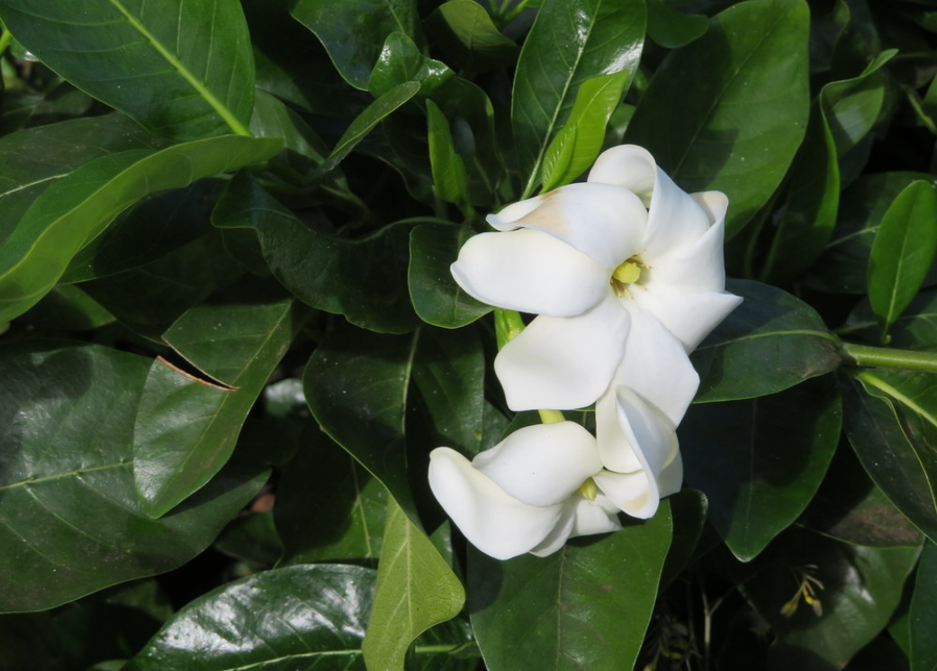  p>塔希提岛栀子(学名: i>gardenia /i>  i>taitensis /i> dc.