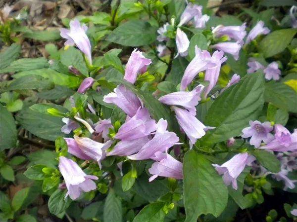  p data-id="tzaya1ii4rls">板蓝( i>strobilanthes cusia /i> (nees)