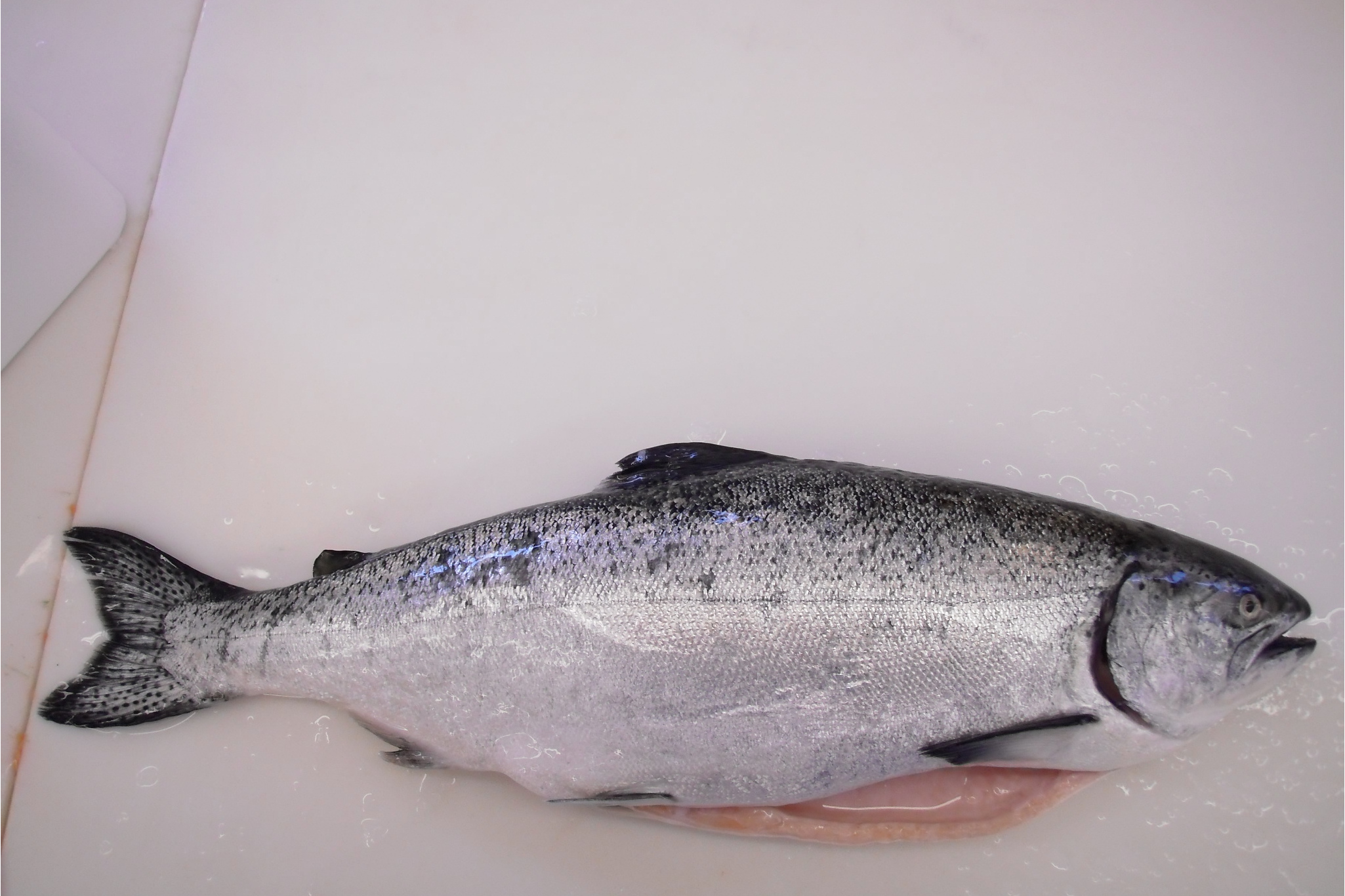  p>太平洋细齿鲑(thaleichthys pacificus):又称蜡鱼,属于 a target="