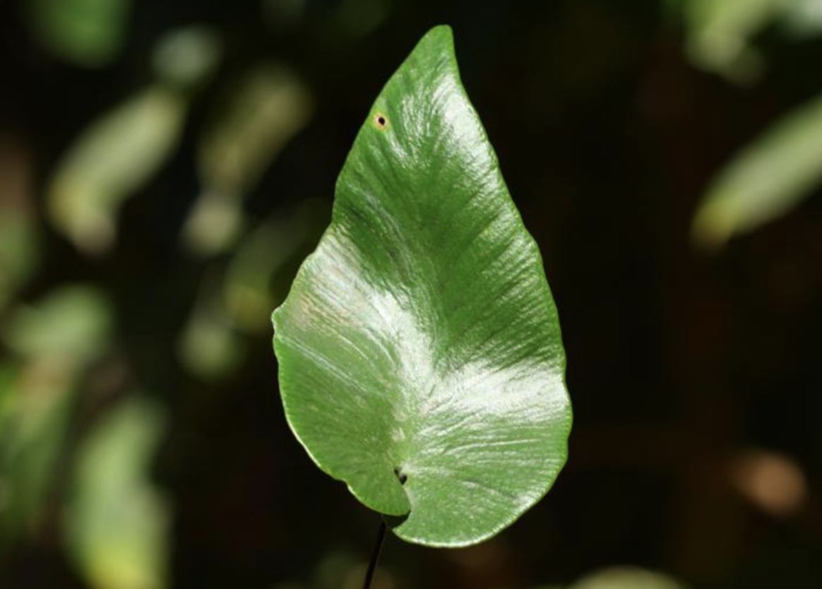  p>细辛蕨(学名: i>asplenium /i>  i>cardiophyllum /i> (hance)