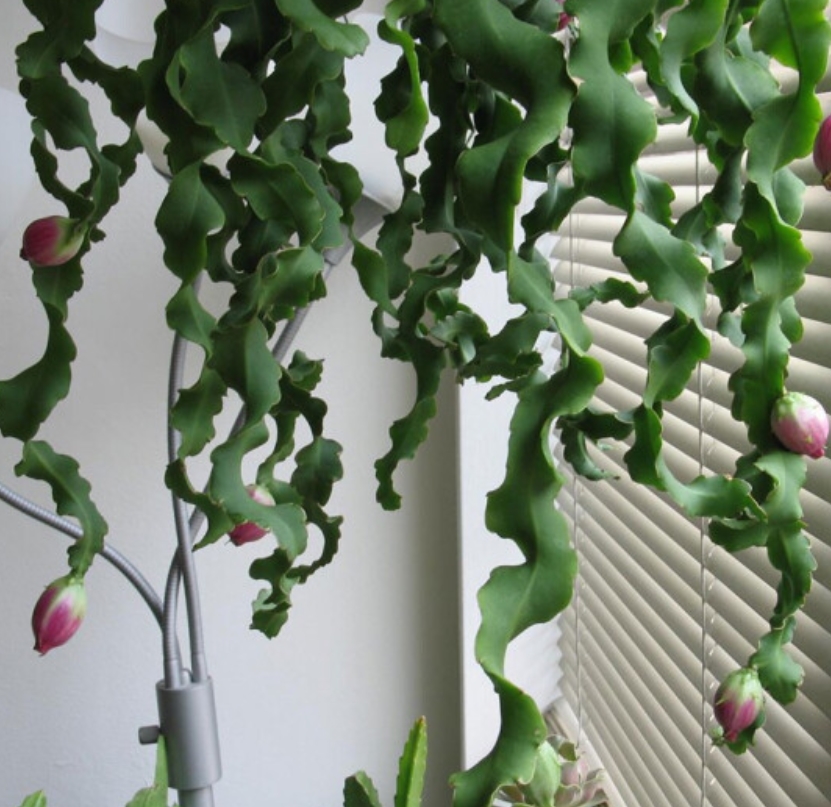  p data-id="tmbzcjiaocix">卷叶昙花:是仙人掌科,令箭荷花属的植物.