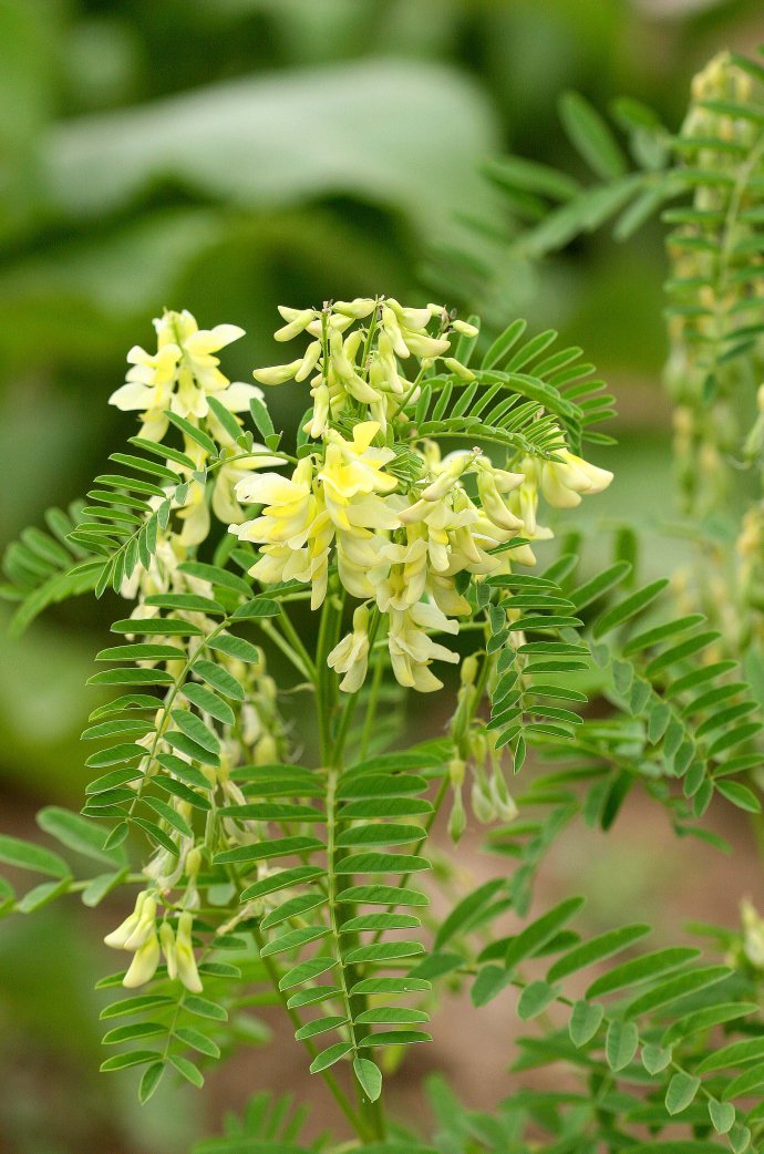  p data-id="go0gulz3r7">黄芪(学名: i>astragalus /i>  i>