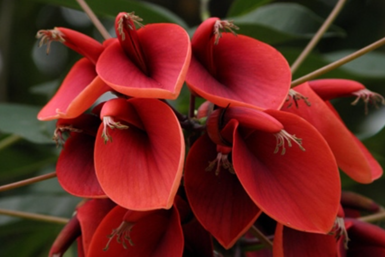  p>鸡冠刺桐(学名: i>erythrina crista-galli /i> linn.